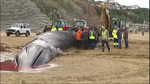 Se complican las tareas para retirar a la ballena varada en la playa de Sopela Se complican las tareas para retirar a la ballena varada en la playa de Sopela