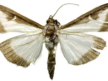 Polilla Polilla