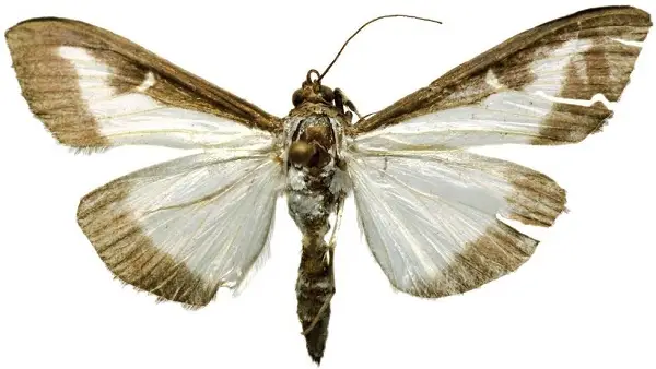 Polilla Polilla