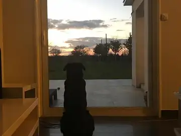 Nala, la mascota de Emiliano Sala Nala, la mascota de Emiliano Sala