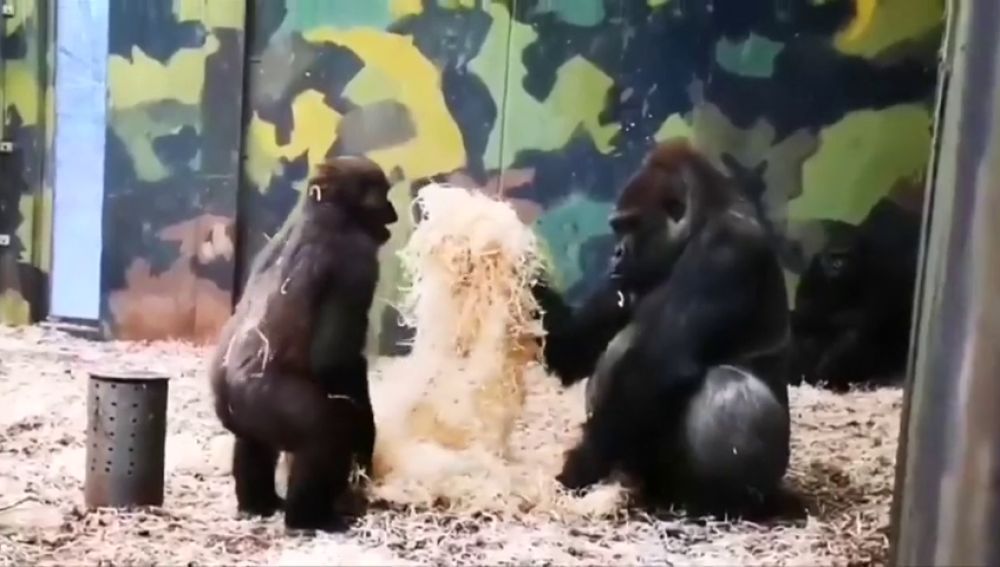 Las tiernas imágenes de una traviesa gorila jugando con su hermano