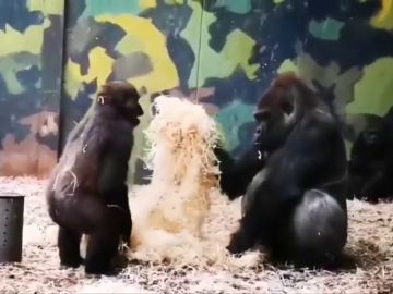 Las tiernas imágenes de una traviesa gorila jugando con su hermano