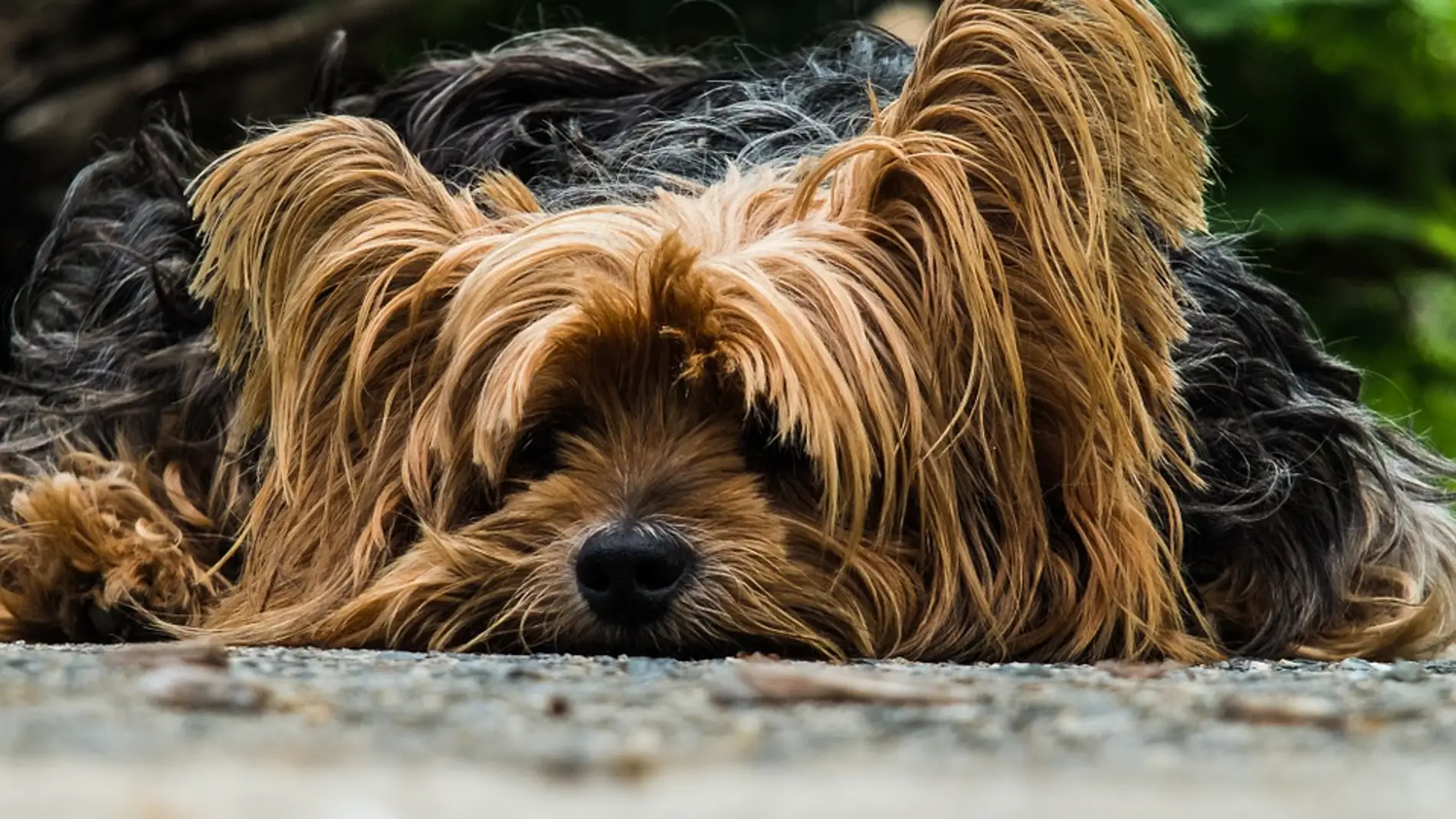 Yorkshire Terrier