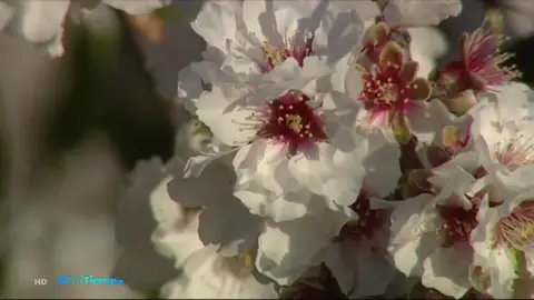 floracion floracion
