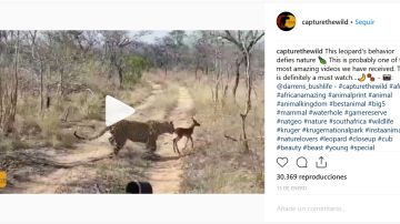 Impala y leopardo