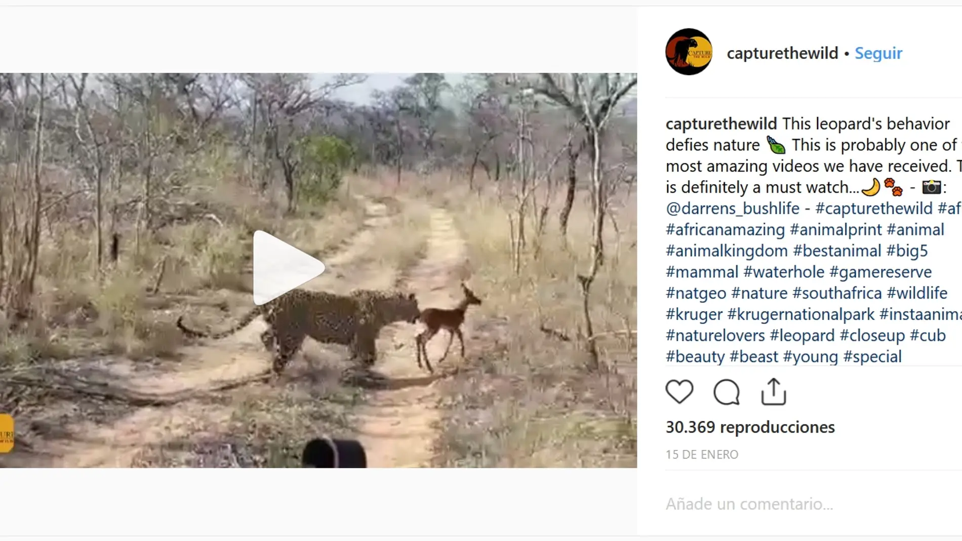 Impala y leopardo