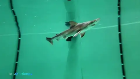 tiburon tiburon