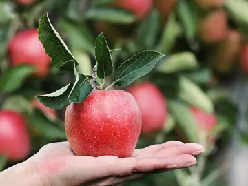Manzanas Manzanas