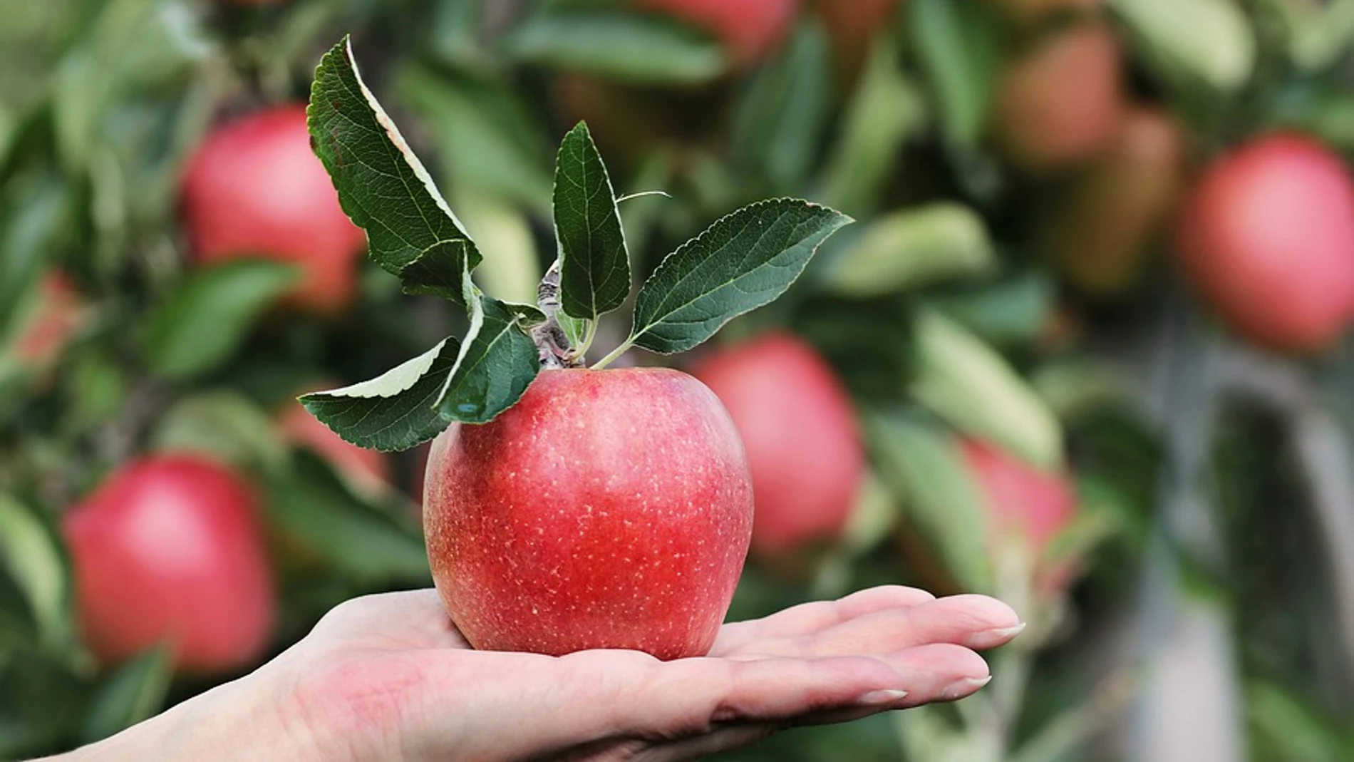 Manzanas Manzanas