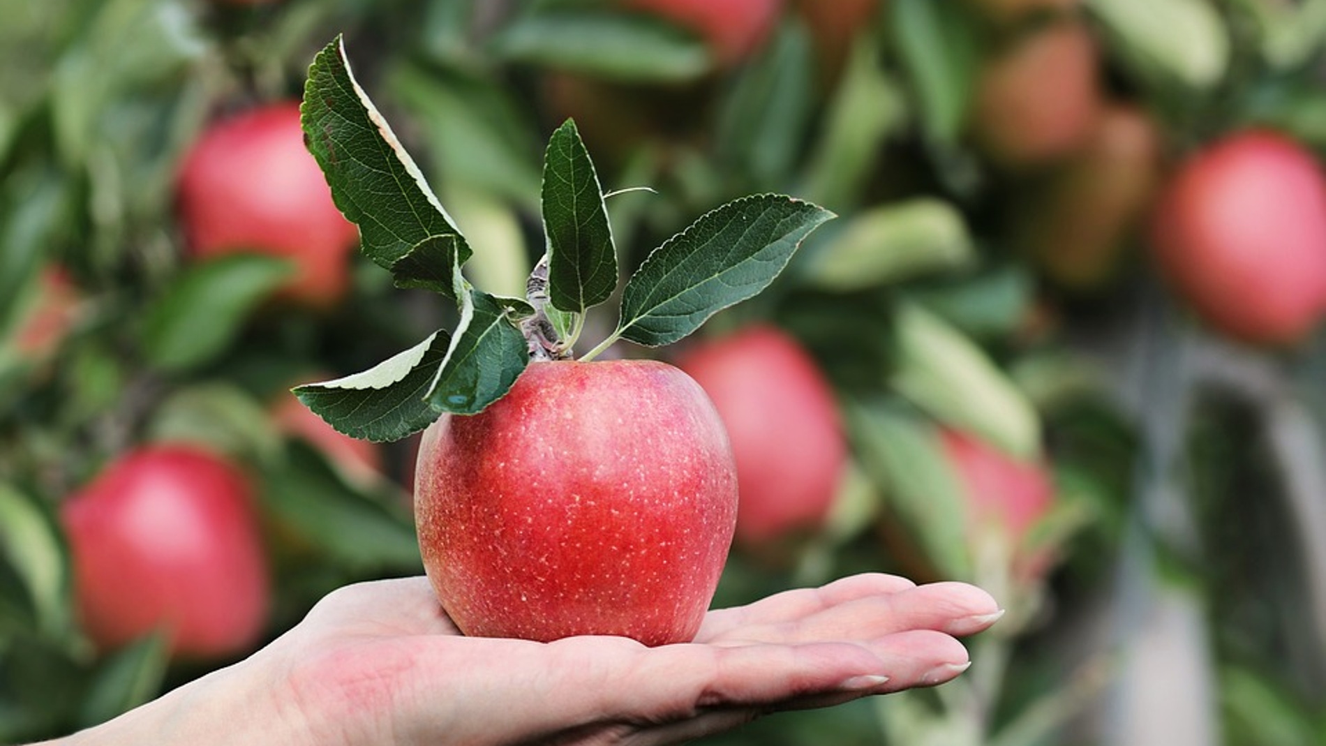 Manzanas
