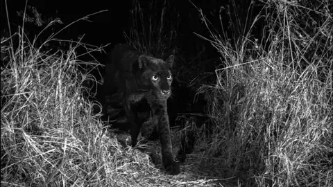 Fotografían por primera vez en 100 años a un leopardo negro Fotografían por primera vez en 100 años a un leopardo negro