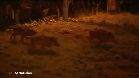 REEMPLAZO | Arqueros para detener la oleada de jabalíes que andan sueltos por varias ciudades españolas REEMPLAZO | Arqueros para detener la oleada de jabalíes que andan sueltos por varias ciudades españolas