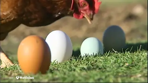 HUEVOS TODO HUEVOS TODO