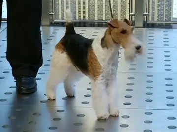 PERRO PERRO