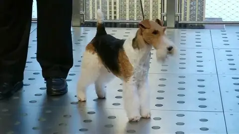 PERRO PERRO