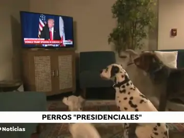 Donald Trump descarta tener perro a pesar del consejo de sus asesores Donald Trump descarta tener perro a pesar del consejo de sus asesores