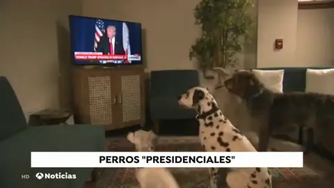 Donald Trump descarta tener perro a pesar del consejo de sus asesores Donald Trump descarta tener perro a pesar del consejo de sus asesores