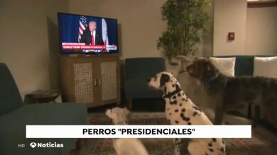 Donald Trump descarta tener perro a pesar del consejo de sus asesores
