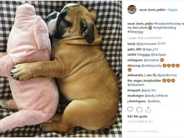Mascotas y sus juguetes Mascotas y sus juguetes