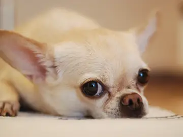 Perro chihuahua Perro chihuahua