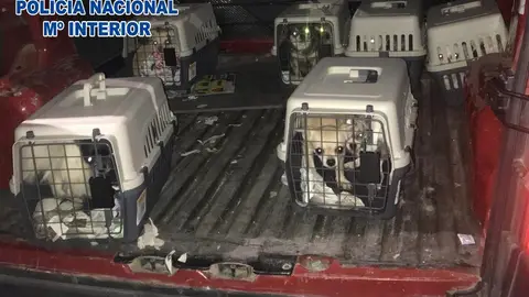 Desmantelan un criadero ilegal de chihuahuas Desmantelan un criadero ilegal de chihuahuas