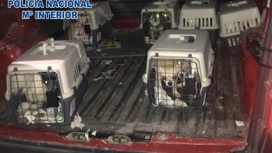 Desmantelado un criadero de chihuahuas ilegal en Madrid