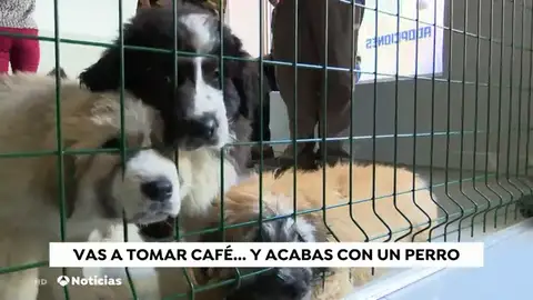 NUEVAbarperros NUEVAbarperros