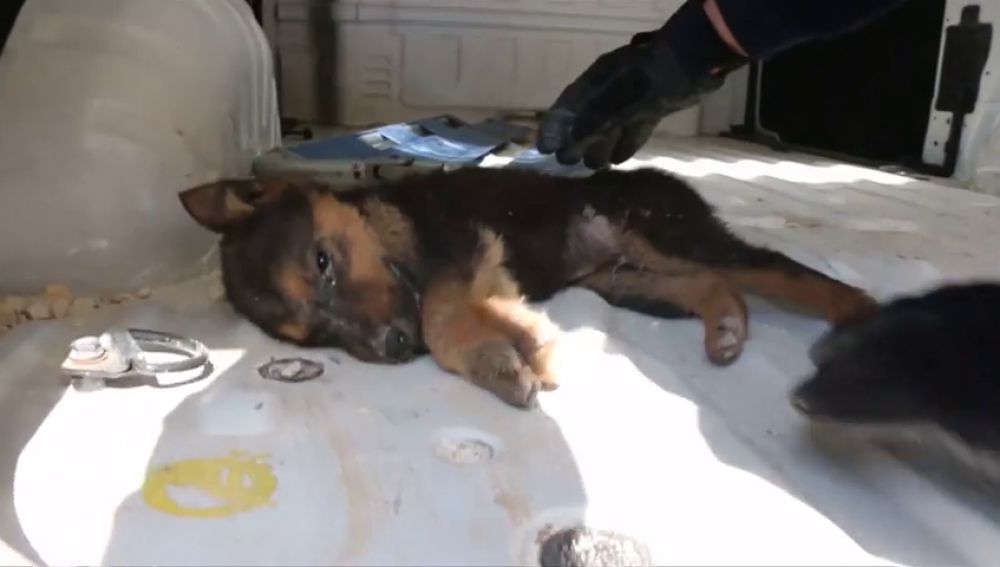 Rescatan a un perro entre los escombros de un edificio tras un bombardeo en Siria