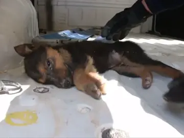 Rescatan a un perro entre los escombros de un edificio tras un bombardeo en Siria Rescatan a un perro entre los escombros de un edificio tras un bombardeo en Siria