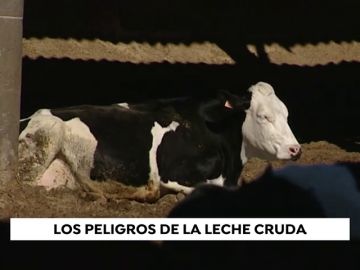  Un nuevo brote de 'brucelosis' por consumir leche cruda en Estados Unidos reaviva la polémica 