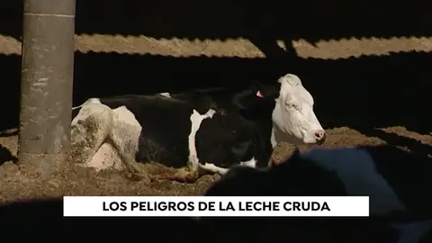 Un nuevo brote de 'brucelosis' por consumir leche cruda en Estados Unidos reaviva la polémica Un nuevo brote de 'brucelosis' por consumir leche cruda en Estados Unidos reaviva la polémica