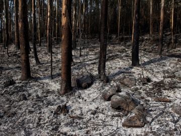 Un monte quemado tras un incendio en los montes próximos a la localidad cántabra de Ramales de la Victoria