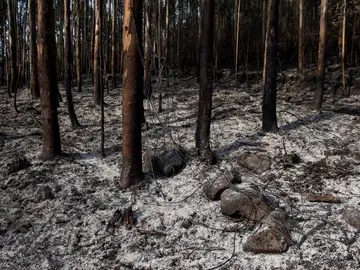 Un monte quemado tras un incendio en los montes próximos a la localidad cántabra de Ramales de la Victoria Un monte quemado tras un incendio en los montes próximos a la localidad cántabra de Ramales de la Victoria