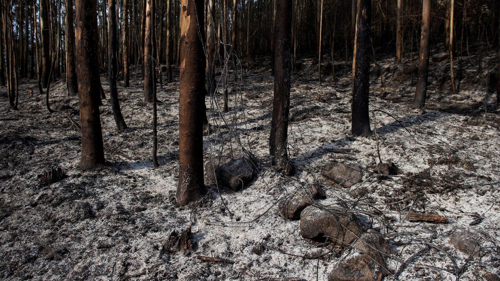 Todo apunta a la 'Cultura del fuego' como el germen de los incendios en Cantabria