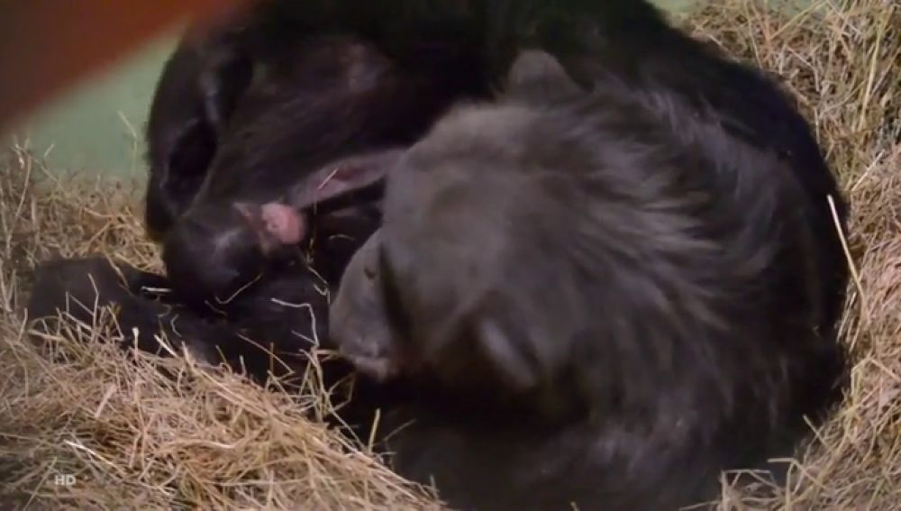 Nacen dos mellizos de chimpancé en el Bioparc Valencia