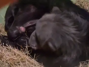Nacen dos mellizos de chimpancé en el Bioparc Valencia Nacen dos mellizos de chimpancé en el Bioparc Valencia