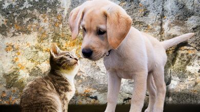 ¿Pueden las personas positivas en coronavirus infectar a perros o gatos?