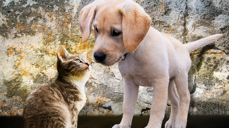 Perro y gato Perro y gato
