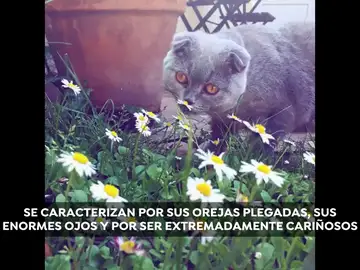Así son los Scottish Fold, los gatos más tiernos del mundo Así son los Scottish Fold, los gatos más tiernos del mundo