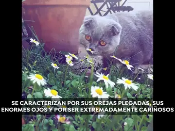 Así son los Scottish Fold, los gatos más tiernos del mundo Así son los Scottish Fold, los gatos más tiernos del mundo