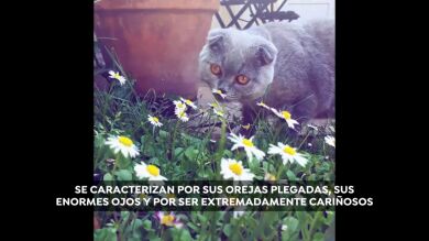 Así son los Scottish Fold, los gatos más tiernos del mundo