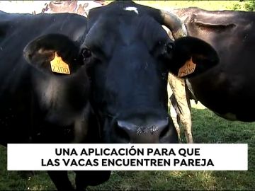 Tinder llega al mundo animal: crean una aplicación de ligoteo para vacas Tinder llega al mundo animal: crean una aplicación de ligoteo para vacas