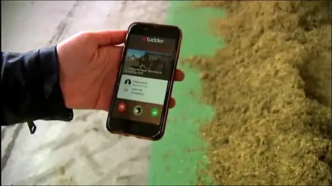Tinder llega al mundo animal: crean una aplicación de ligoteo para vacas Tinder llega al mundo animal: crean una aplicación de ligoteo para vacas