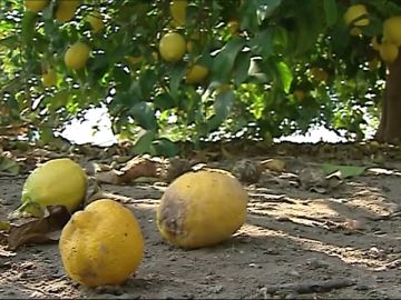 Los productores de limones se quejan de la competencia turca Los productores de limones se quejan de la competencia turca