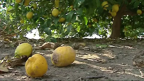 Los productores de limones se quejan de la competencia turca Los productores de limones se quejan de la competencia turca