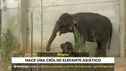 La adorable cría de elefante asiático que ha nacido en el zoo de Bélgica La adorable cría de elefante asiático que ha nacido en el zoo de Bélgica