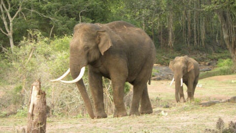 Los elefantes asiaticos podrian perder hasta un 42 de habitats en India y Nepal