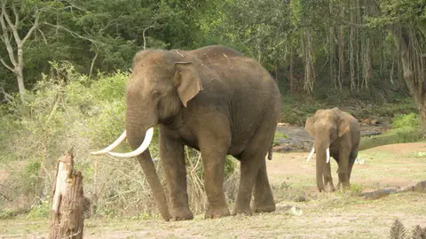 Una pelea entre dos elefantes acaba con la vida de una turista en la India. Los elefantes asiaticos podrian perder hasta un 42 de habitats en India y Nepal