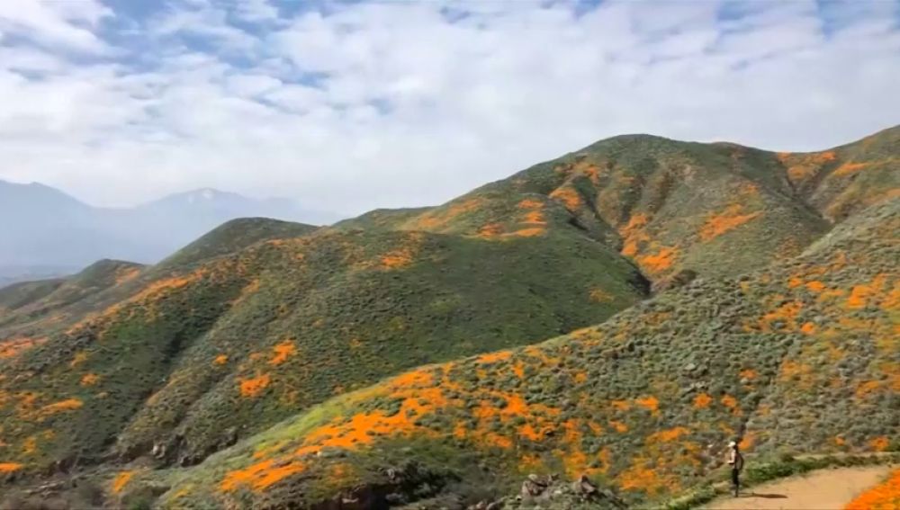  El superflorecimiento de amapolas naranjas deja este espectacular paisaje en California