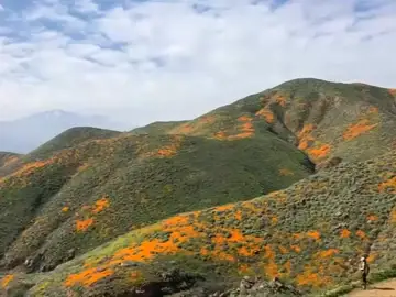 El superflorecimiento de amapolas naranjas deja este espectacular paisaje en California El superflorecimiento de amapolas naranjas deja este espectacular paisaje en California